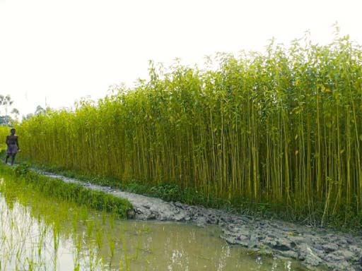 /jute cultivation