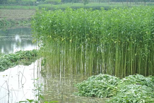 jute plants