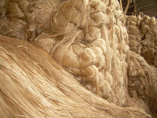 jute the golden fiber